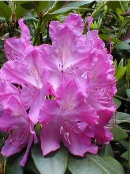 Rhododendron  'Roseum Elegans'