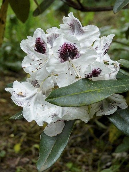 Rhododendron 'Sappho'