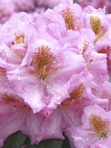 Rhododendron 'Scintillation'