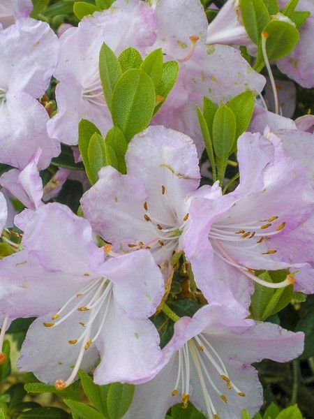 Rhododendron 'Snipe'