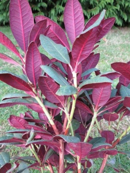 Rhododendron  'Wine & Roses'