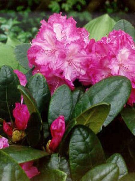 Rhododendron yakushimanum 'Blurettia'