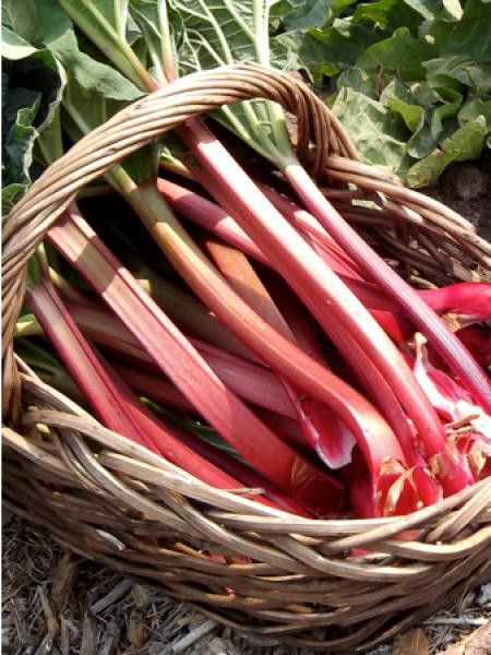 Rhubarbe  'Champagne'