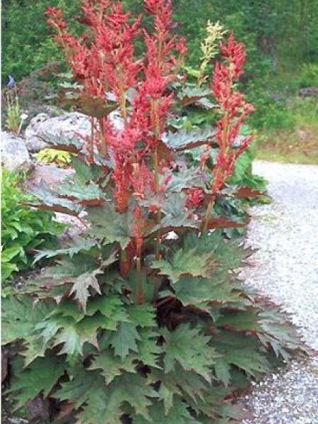 Rhubarbe décorative 'Tanguticum'