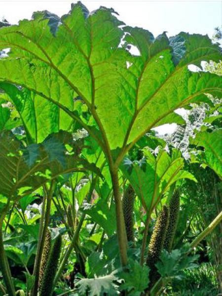 Rhubarbe géante du Chili