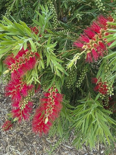 Rince-bouteilles 'Captain Cook'