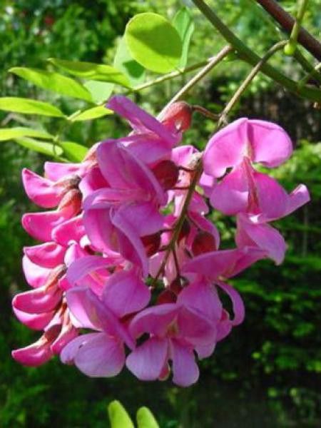 Robinier faux acacia 'Casque Rouge'