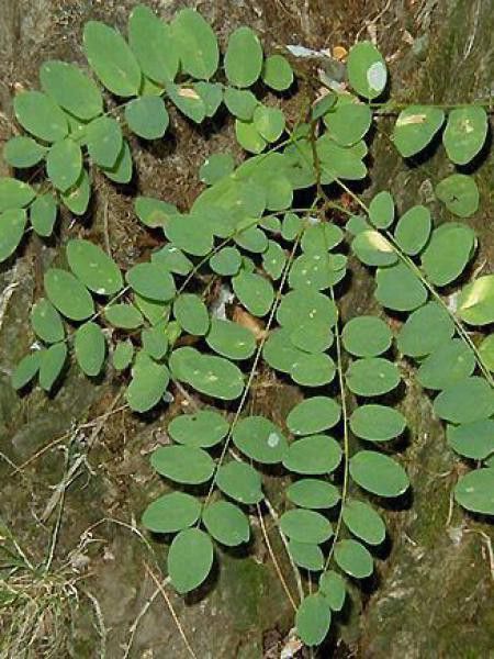 Robinier faux acacia pseudoacacia