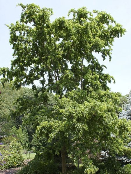 Robinier faux acacia 'Twisty Baby'