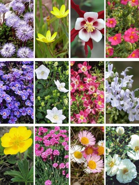 Kit de vivaces pour rocaille - AB