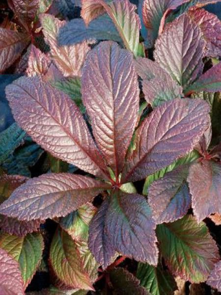 Rodgersia  'Bronze Peacock'