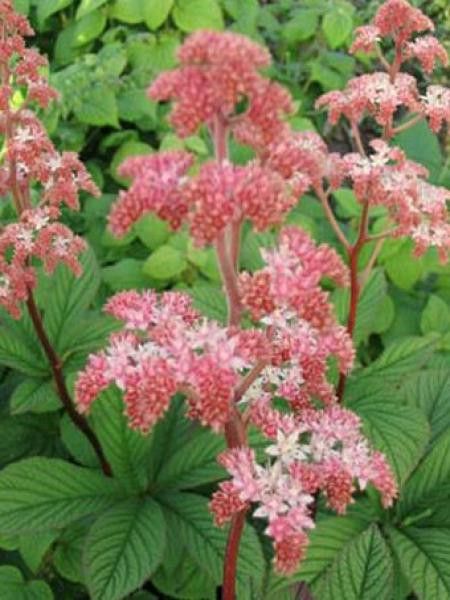 Rodgersia henrici 