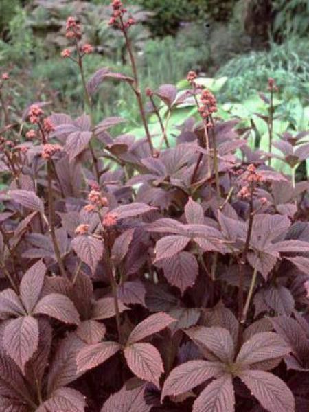 Rodgersia pinnata 'Chocolate Wings'