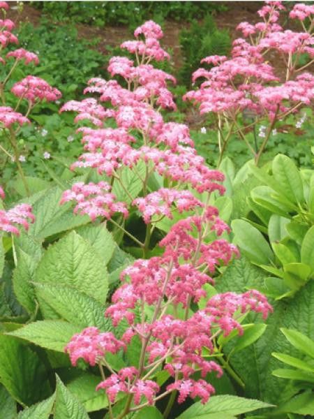 Rodgersia pinnata 'Crug Cardinal'