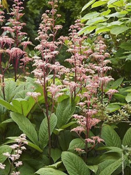 Rodgersia pinnata 'Elegans'