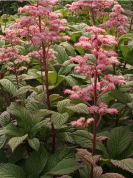 Rodgersia pinnata 'Hanna'