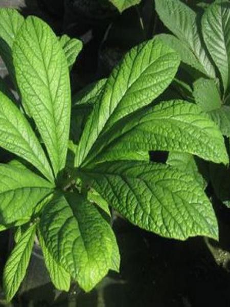 Rodgersia pinnata 'Hercules'