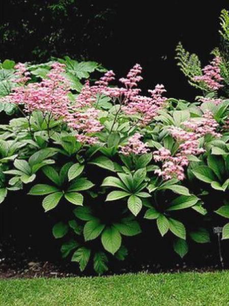 Rodgersia pinnata 'Superba'