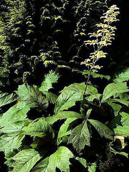 Rodgersia pinnata