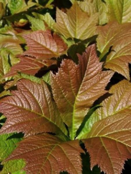 Rodgersia podophylla 'Braunlaub'