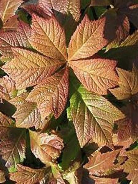 Rodgersia podophylla 'Rotlaub'