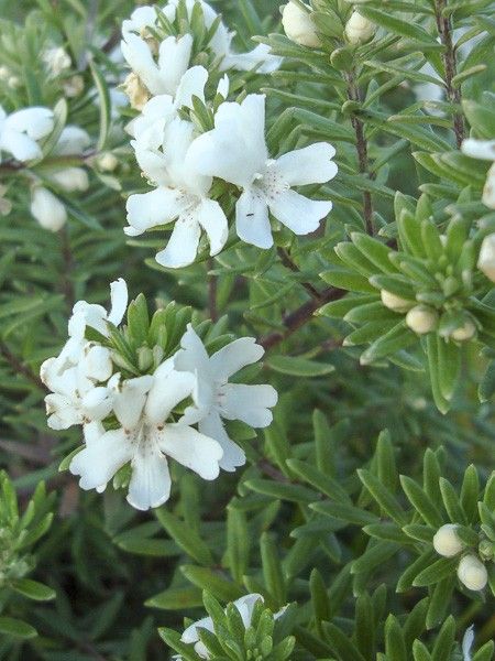 Romarin d'Australie 'Mundi '