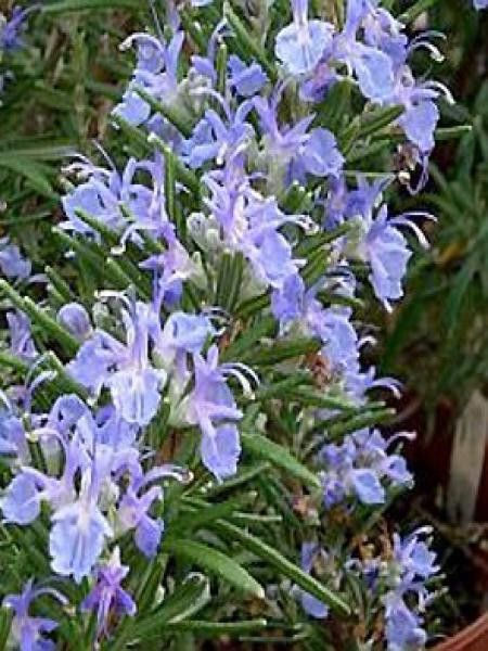 Romarin officinal 'Corsican Blue'