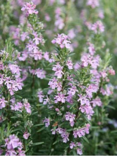 Romarin officinal 'Majorca Pink'