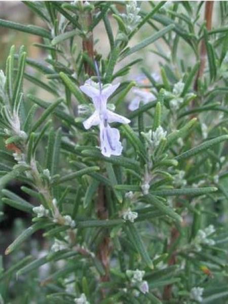 Romarin officinal 'Mrs. Jessop's Upright'