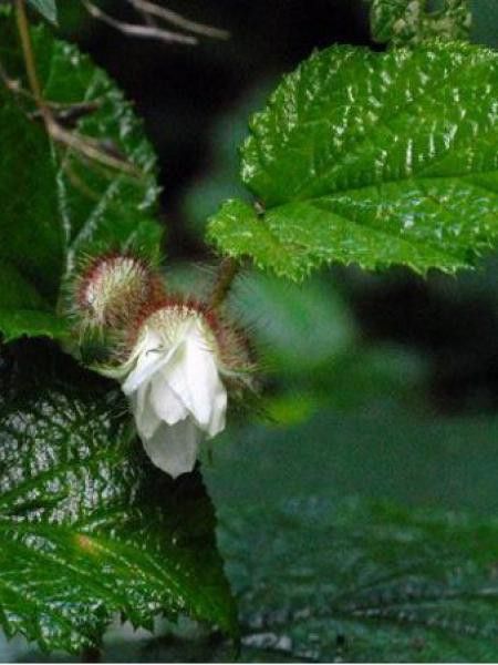 Ronce rampante tricolor