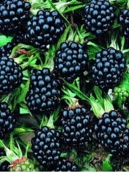 Ronce  'Thornless Evergreen'