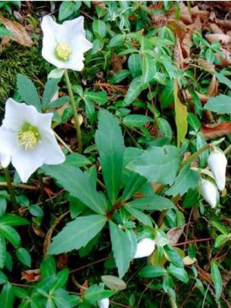 Rose de Noël, Hellébore 'Praecox'