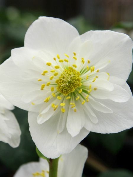 Rose de Noël, Hellébore