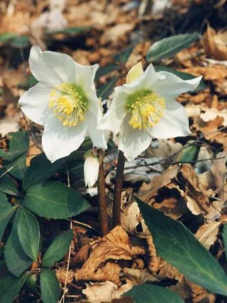 Helleborus "Christmas Carol" - Záhradníctvo Agapé