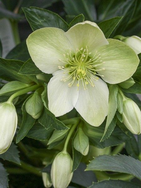 Rose de Noël nigercors