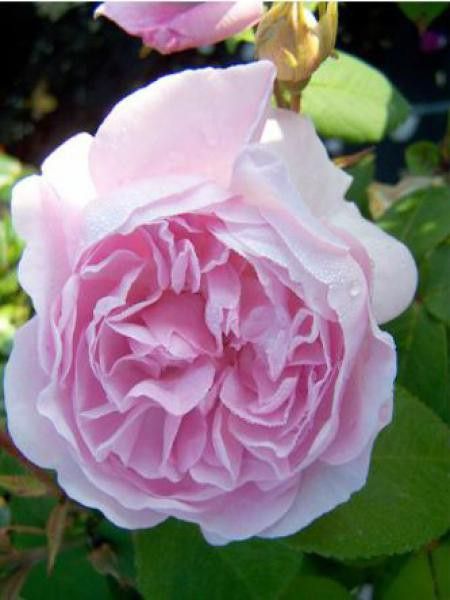 Rose des peintres 'Chapeau de Napoleon'