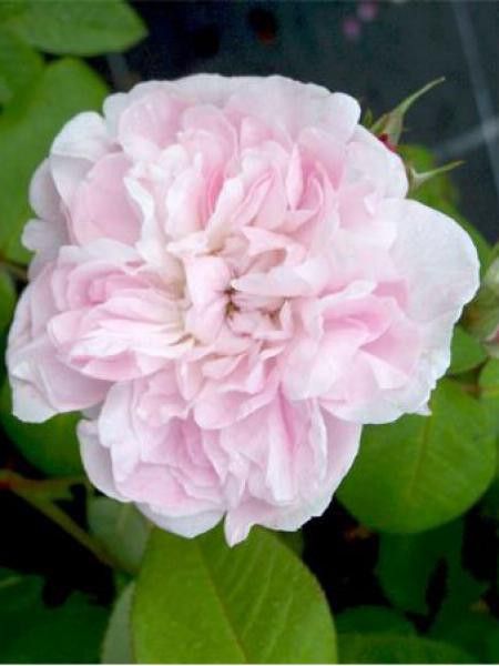 Rose des peintres 'Fantin Latour'