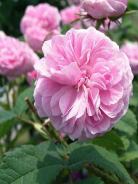 Rose des peintres 'Petite de Hollande'