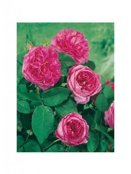 Rose des peintres, rosier ancien 'Des Peintres'
