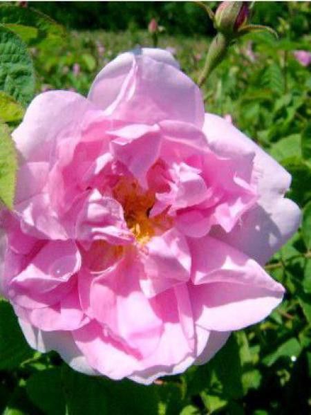 Rose des peintres, rosier ancien