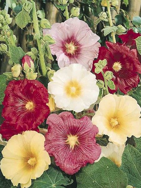 Rose trémière à feuilles de figuier 'Antwerp Stars Mixed'