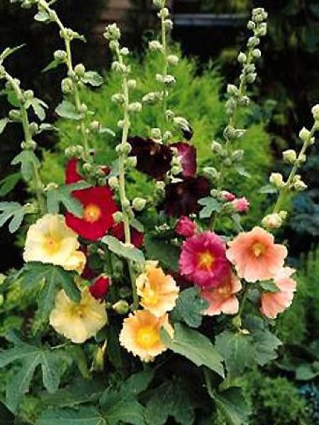 Rose trémière à feuilles de figuier