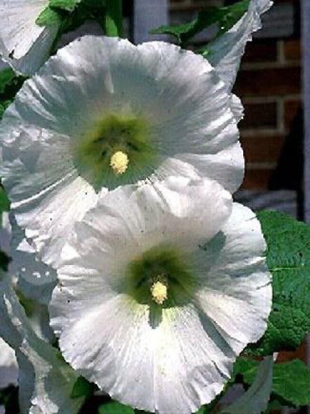 Rose trémière 'Alba'