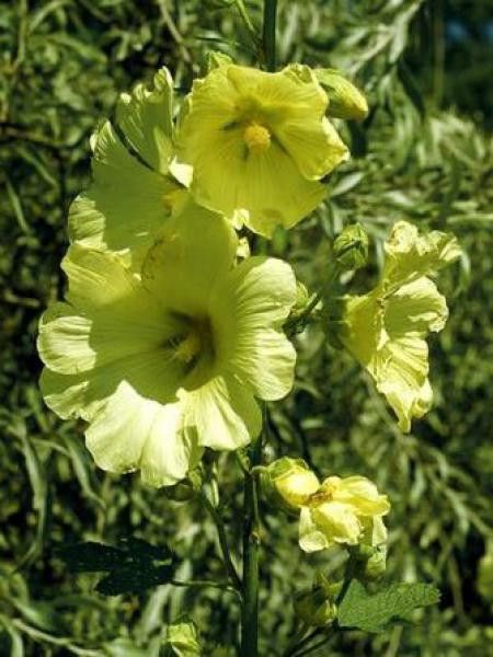 Rose trémière 'Aurea'