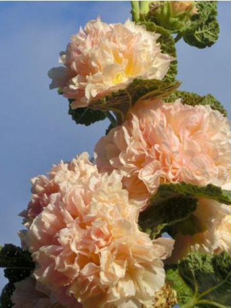 Rose trémière 'Chater's Double Apricot'