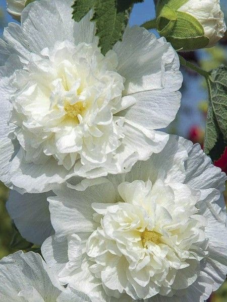 Rose trémière 'Chater's Double Icicle'