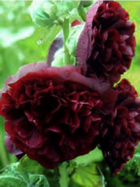 Rose trémière double 'Chater's Purple'