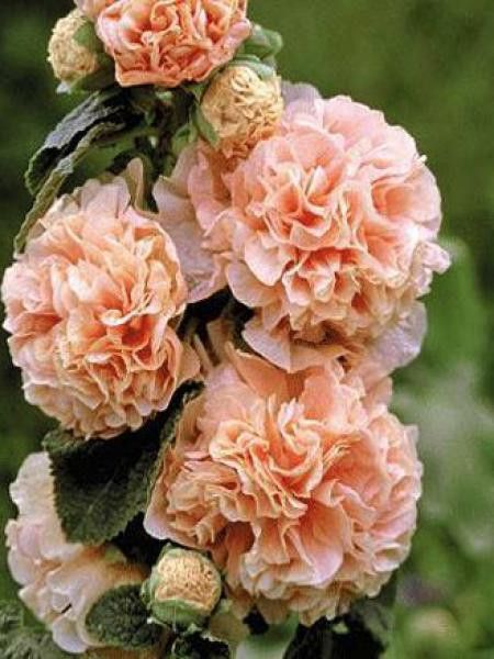 Rose trémière double 'Chatter's Salmon'