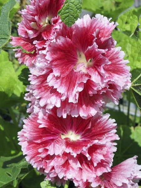 Rose trémière 'Fiesta Time'
