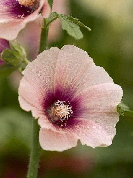 Rose trémière 'Halo Apricot '